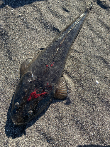 マゴチの釣果