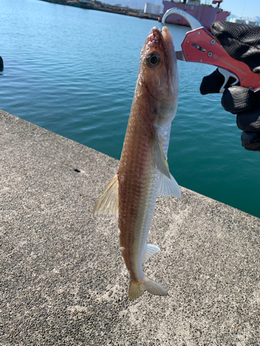 エソの釣果