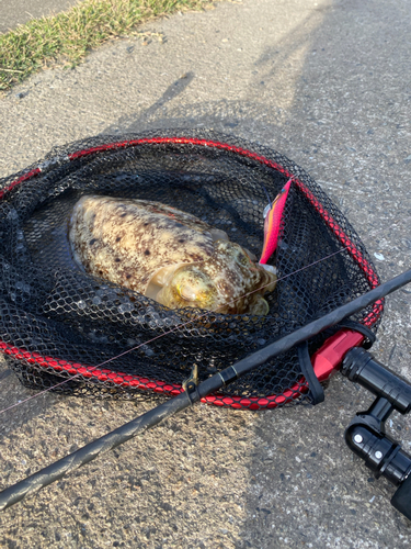 コブシメの釣果