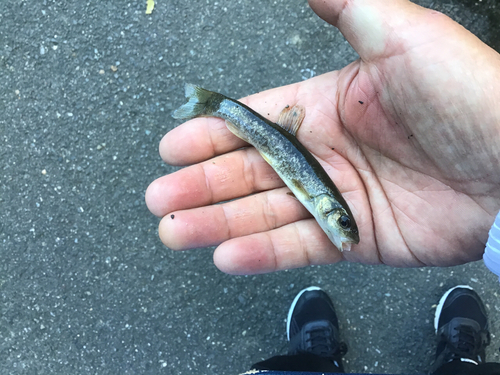 アブラハヤの釣果