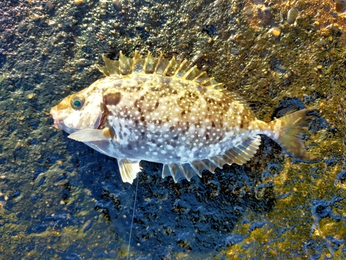 アイゴの釣果