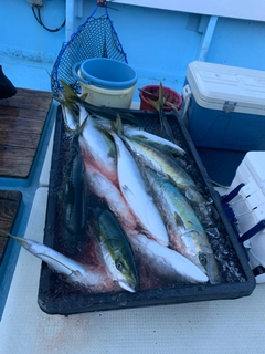 ハマチの釣果