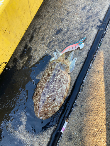 コウイカの釣果