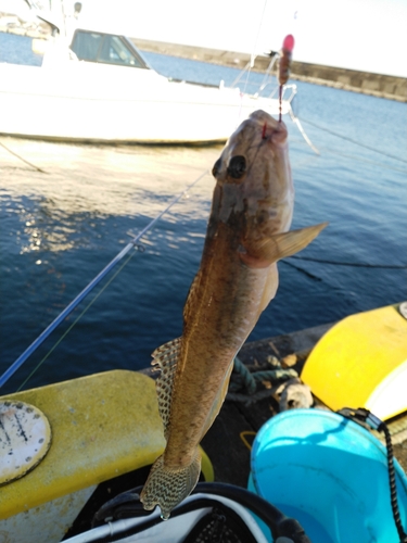 マハゼの釣果