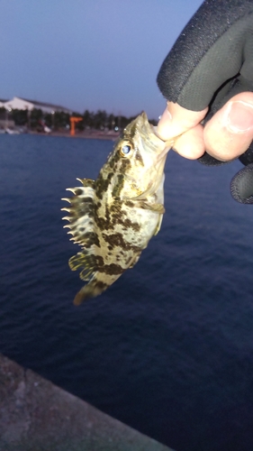 タケノコメバルの釣果