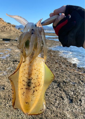 アオリイカの釣果