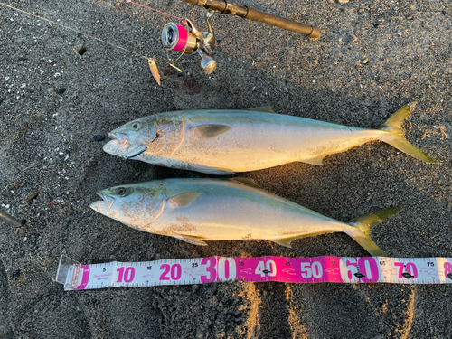 ブリの釣果