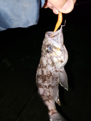 クロソイの釣果