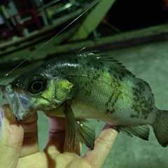 シロメバルの釣果