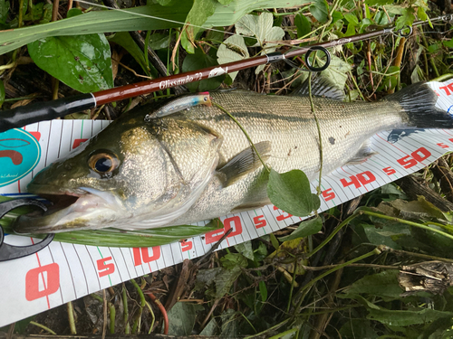 シーバスの釣果