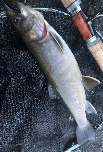 イワナの釣果