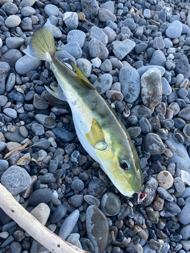 シロサバフグの釣果