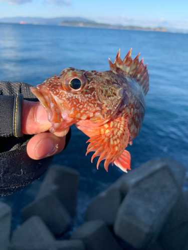 ガシラの釣果