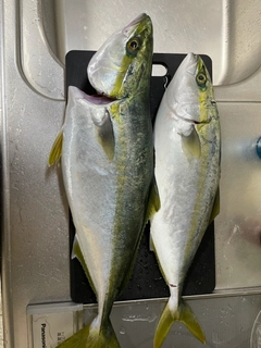 ハマチの釣果