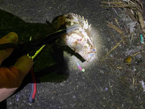 タケノコメバルの釣果