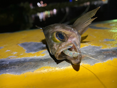 メバルの釣果