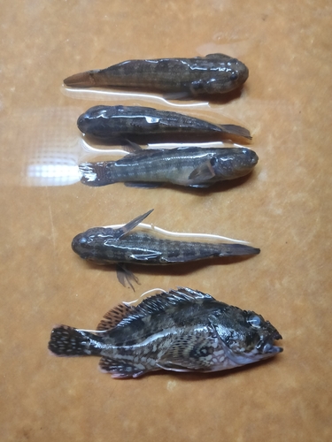 ハゼの釣果