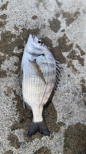 チヌの釣果