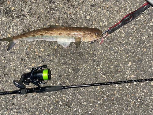 エソの釣果