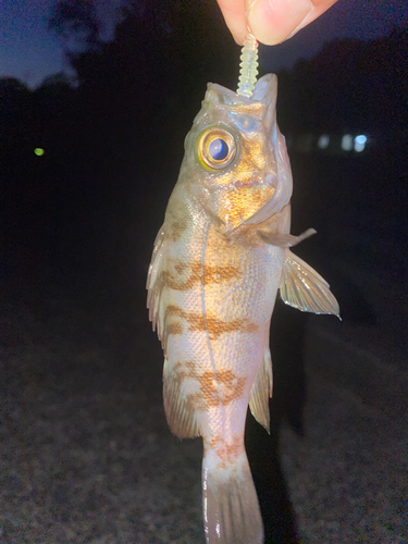 シロメバルの釣果