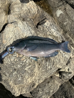 クチブトグレの釣果