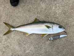 ヒラマサの釣果