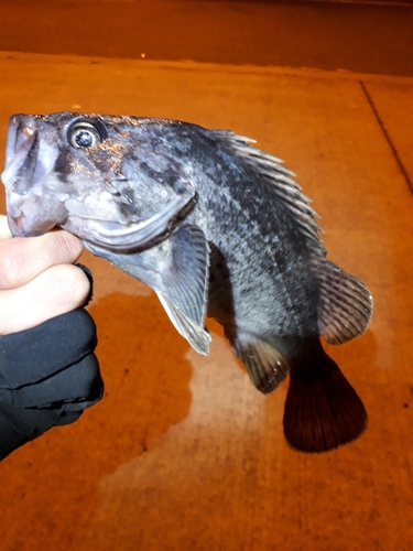 ソイの釣果