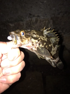 タケノコメバルの釣果