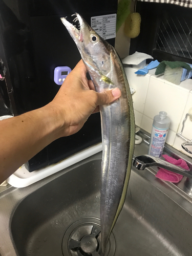 タチウオの釣果