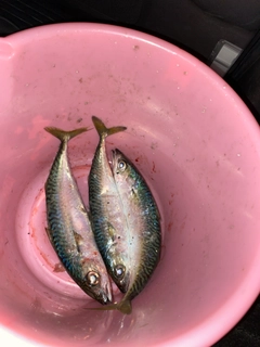 ゴマサバの釣果