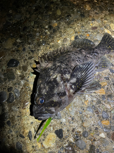 オウゴンムラソイの釣果