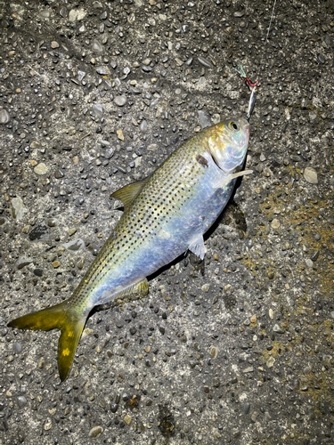 コノシロの釣果