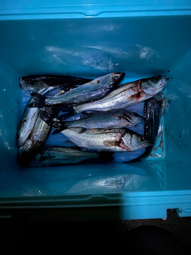 セイゴ（タイリクスズキ）の釣果