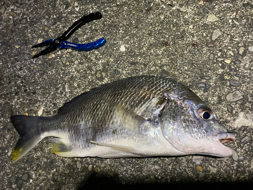 キビレの釣果