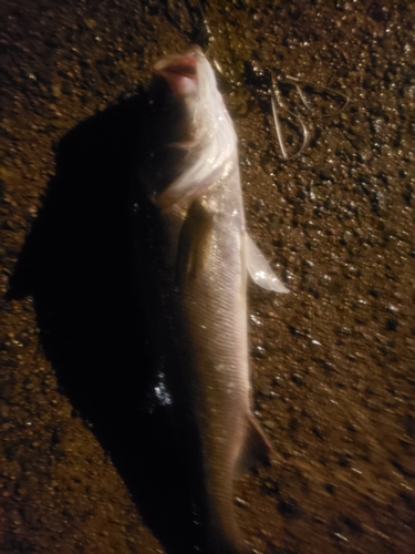 スズキの釣果