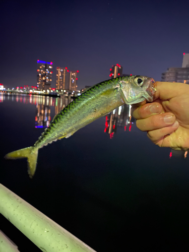 サバの釣果