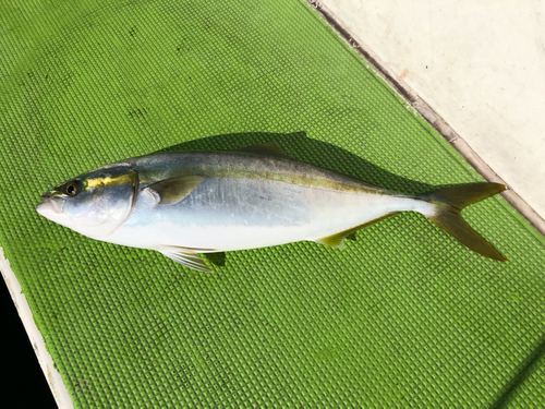 イナダの釣果