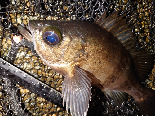 メバルの釣果