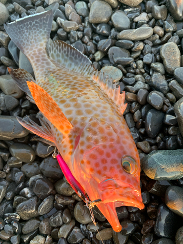 オオモンハタの釣果