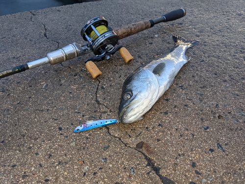 セイゴ（マルスズキ）の釣果