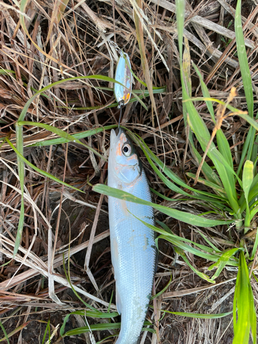 ウグイの釣果