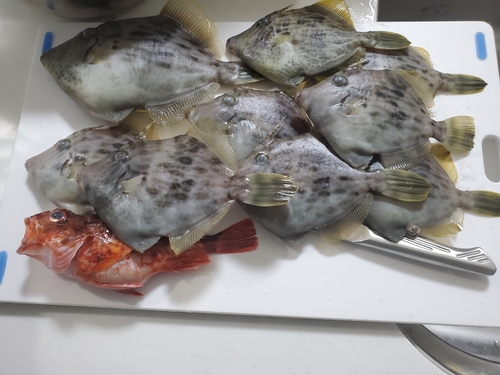 カワハギの釣果