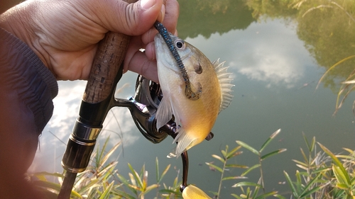 ブルーギルの釣果