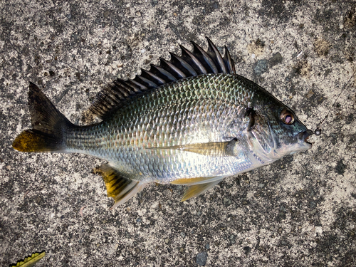 キビレの釣果