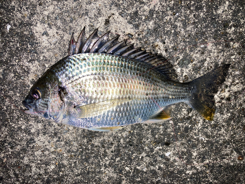 キビレの釣果