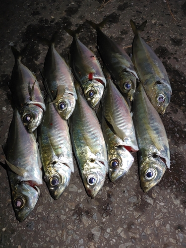 アジの釣果