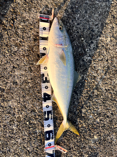 メジロの釣果