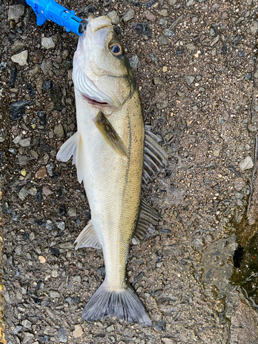 釣果