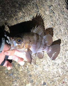 メバルの釣果