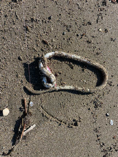 ダイナンウミヘビの釣果